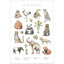 Entdecke die verschiedenen Tierarten Asiens auf diesem stilvollen Poster.