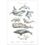 Entdecke die verschiedenen Tiere des Wassers auf diesem stilvollen Poster.