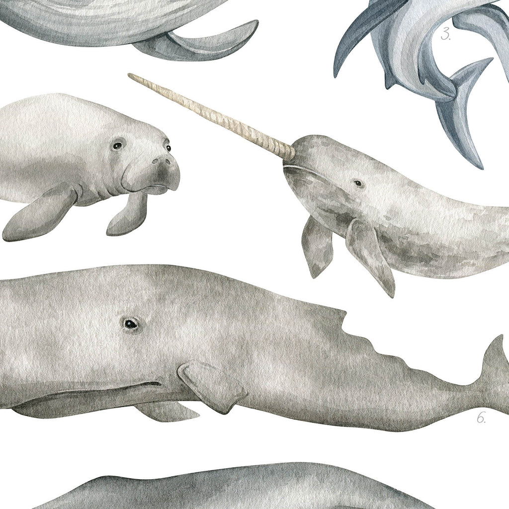 Entdecke wunderschöne Illustrationen im Aquarellstil von Seekühen, Walen, Delfinen und weiteren Tieren des Meeres.
