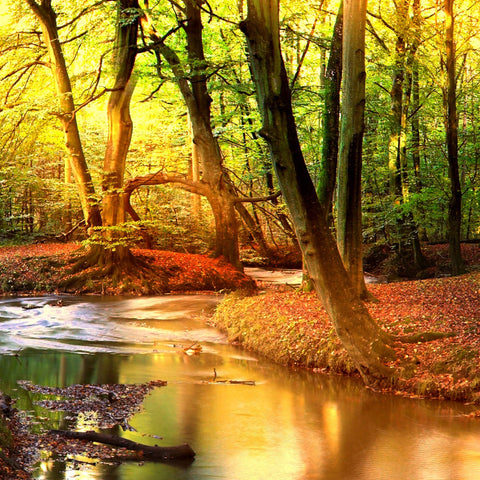 Waldbach – Wald Wandbild als Fotografie