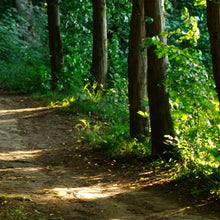 Waldsee - Real Foto Wandbild
