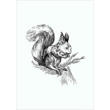 Wildtiere Eichhorn 1 - Wandbild