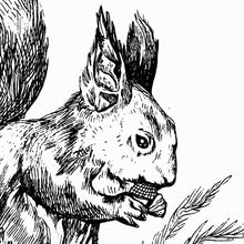 Wildtiere Eichhorn 1 - Wandbild