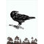 Wildtiere No.7 Rabe - Zeichnung Wandbild